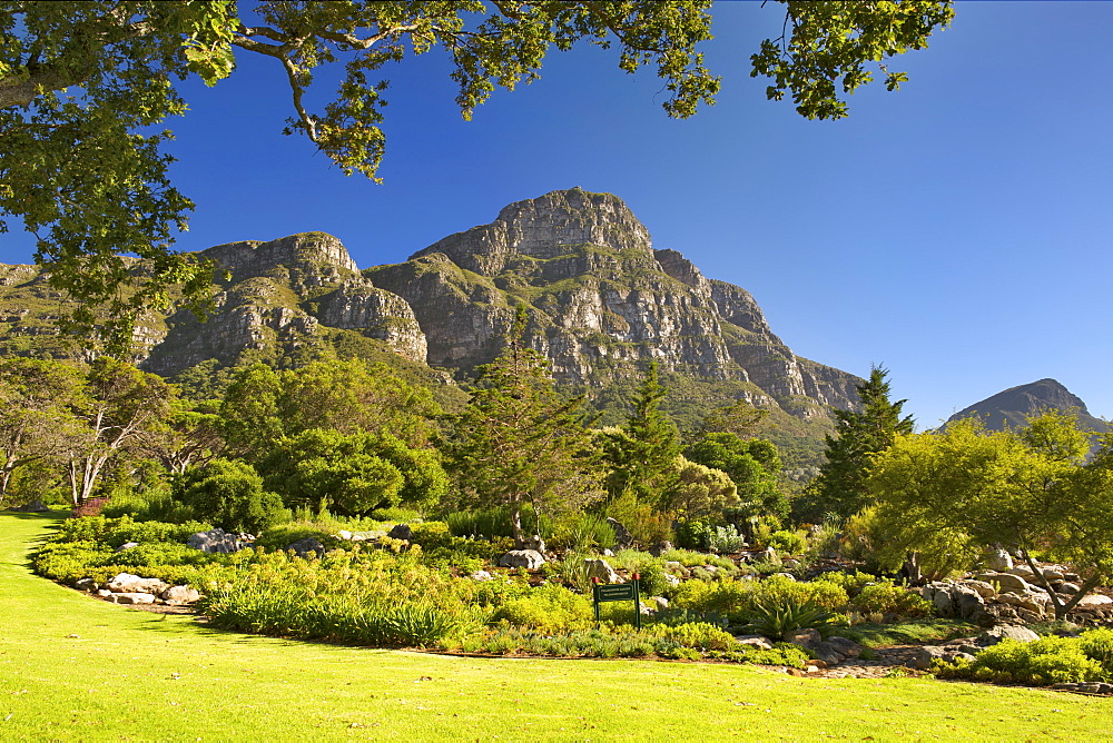 View of Kirstenbosch Botanical Gardens and the back of Table Mountain in Cape Town, South Africa.