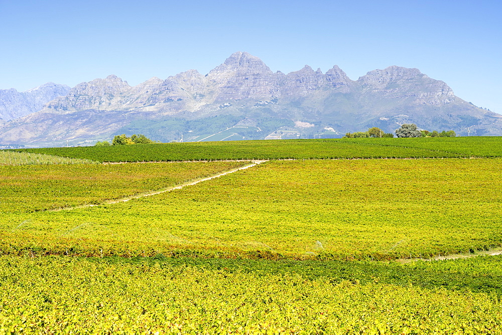 View across vineyards of the Stellenbosch district, Western Cape Province, South Africa.