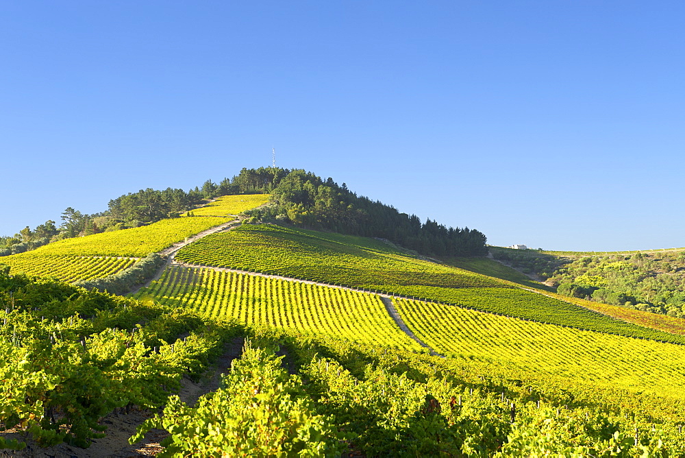 View across vineyards of the Stellenbosch district, Western Cape Province, South Africa.