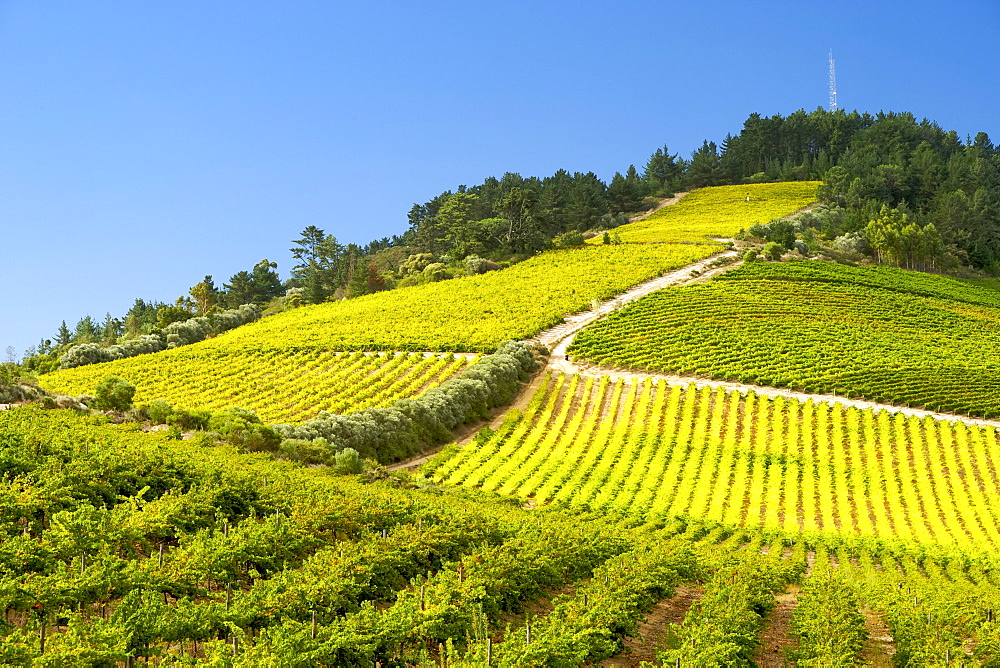 View across vineyards of the Stellenbosch district, Western Cape Province, South Africa.