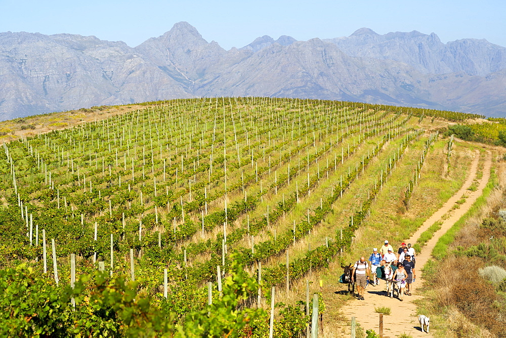 Ingrid and Luca Bein leading visitors on a picnic walk with their two donkeys through the vineyards of Bein and neighbouring wine estates in Stellenbosch, Western Cape, South Africa.