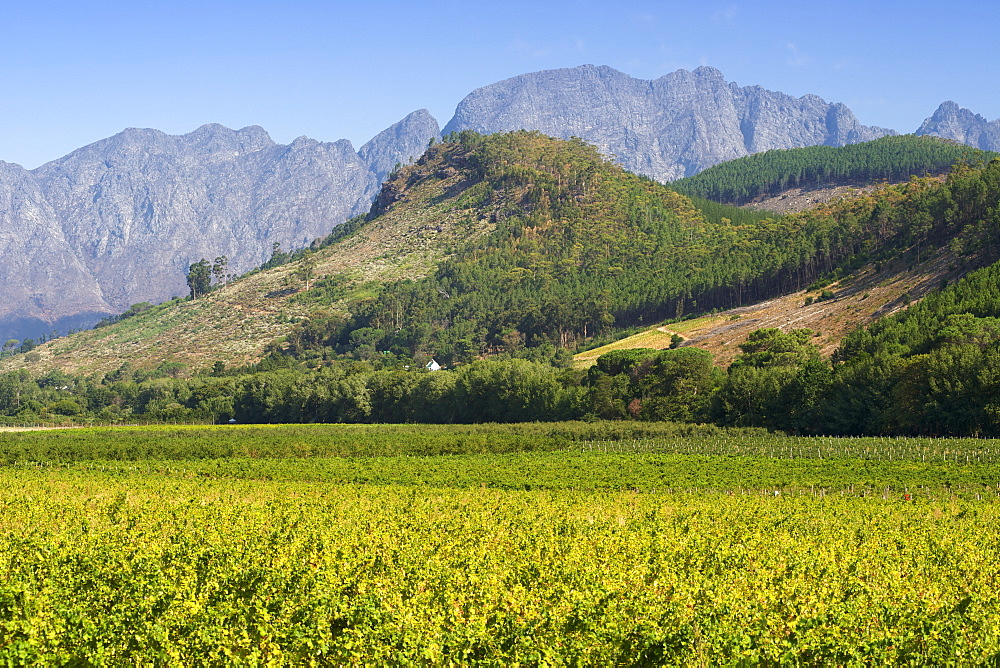 Vineyards in the Franschhoek valley, Western Cape Province, South Africa.