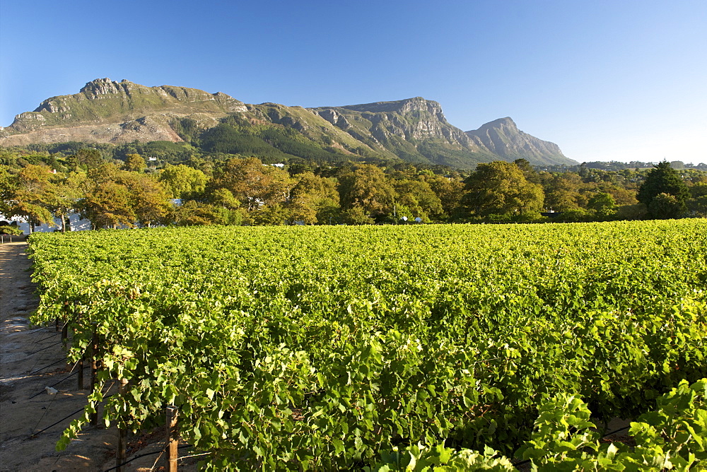 View of Devil's Peak and the back of Table Mountain in Cape Town, South Africa. The vineyards of the Groot Constantia wine estate can be seen in the foreground.