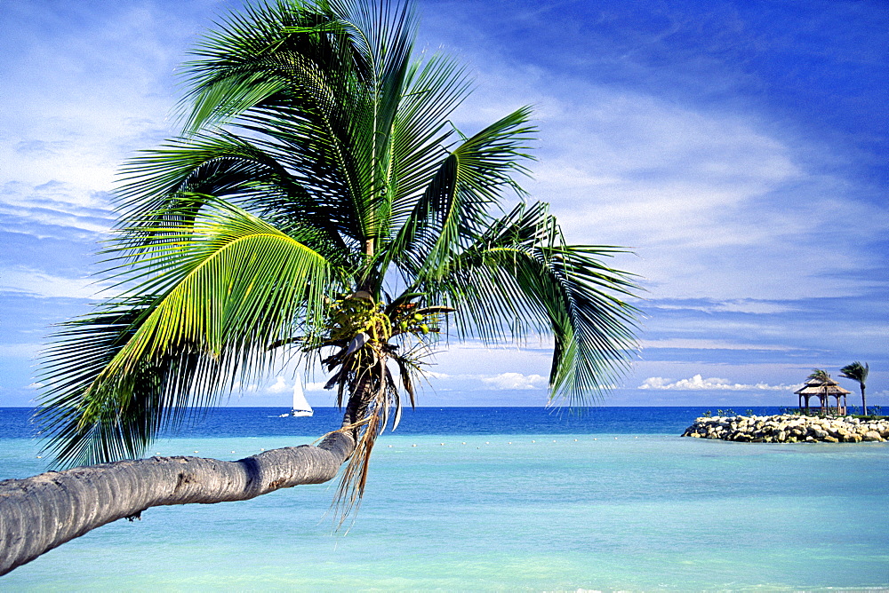 A palm tree, a sailing boat and the Caribbean Sea on the coast of Antigua, West Indies, Caribbean, Central America