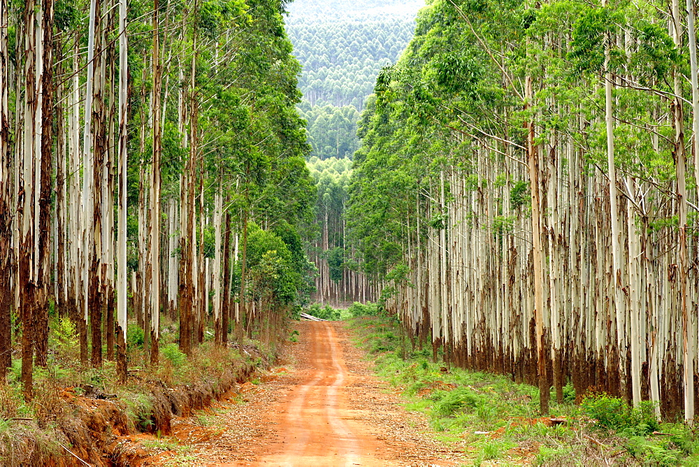 Forest road through a eucalyptus plantation off the R535 between Graskop and Hazyview in South Africa.