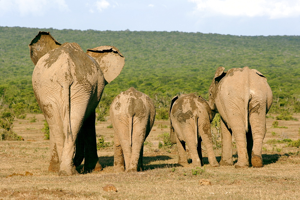 Elephants (Loxodonta africana) in the Addo Elephant Park in South Africa.