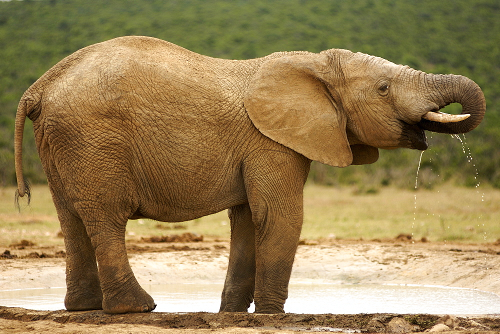 An elephant (Loxodonta Africana) drinking in the Addo Elephant National Park in South Africa's Eastern Cape Province.