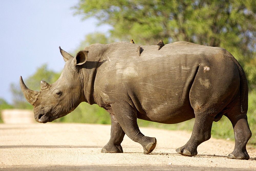 A white rhinoceros (Ceratotherium simum) crossing a road in South Africa's Kruger National Park.