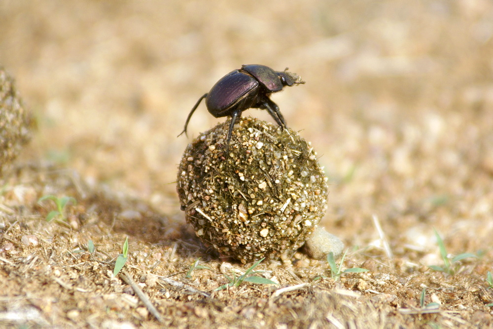 A dung beetle (Coleoptera: Scarabeidae) moving a ball of dung in which it will lay its eggs  in South Africa's Kruger National Park.