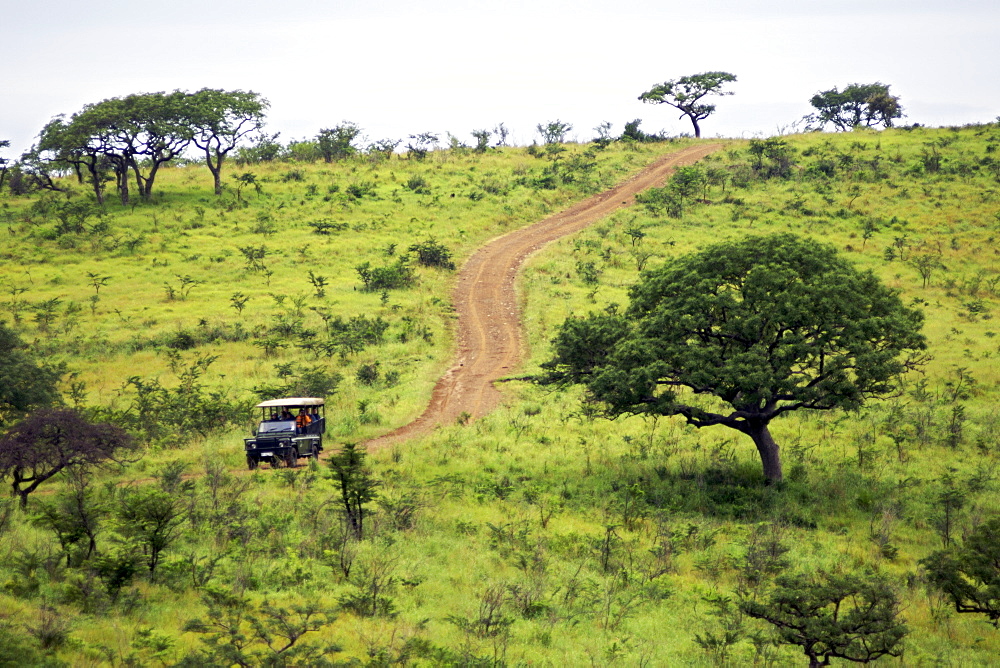 A game driving vehicle taking tourists on a game drive in South Africa's Hluhluwe/Umfolozi National Park.