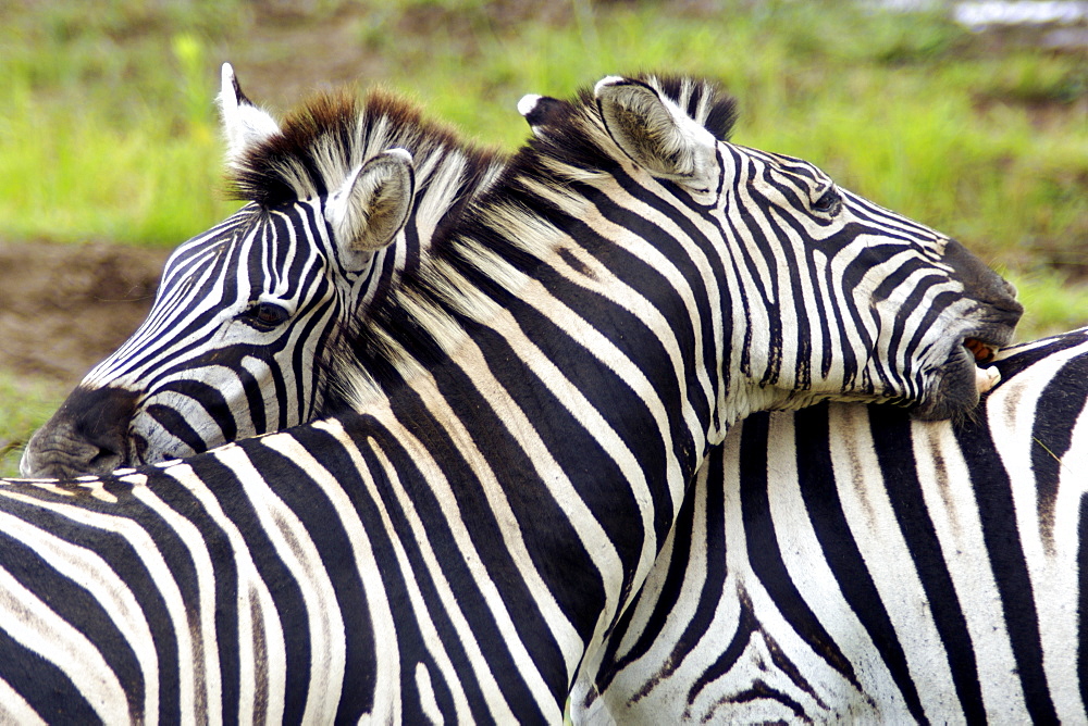 Plains zebras, also known as Burchell's zebras (Equus burchelli antiquorum) scratching each other's backs in the Hluhluwe/Umfolozi National Park in South Africa.