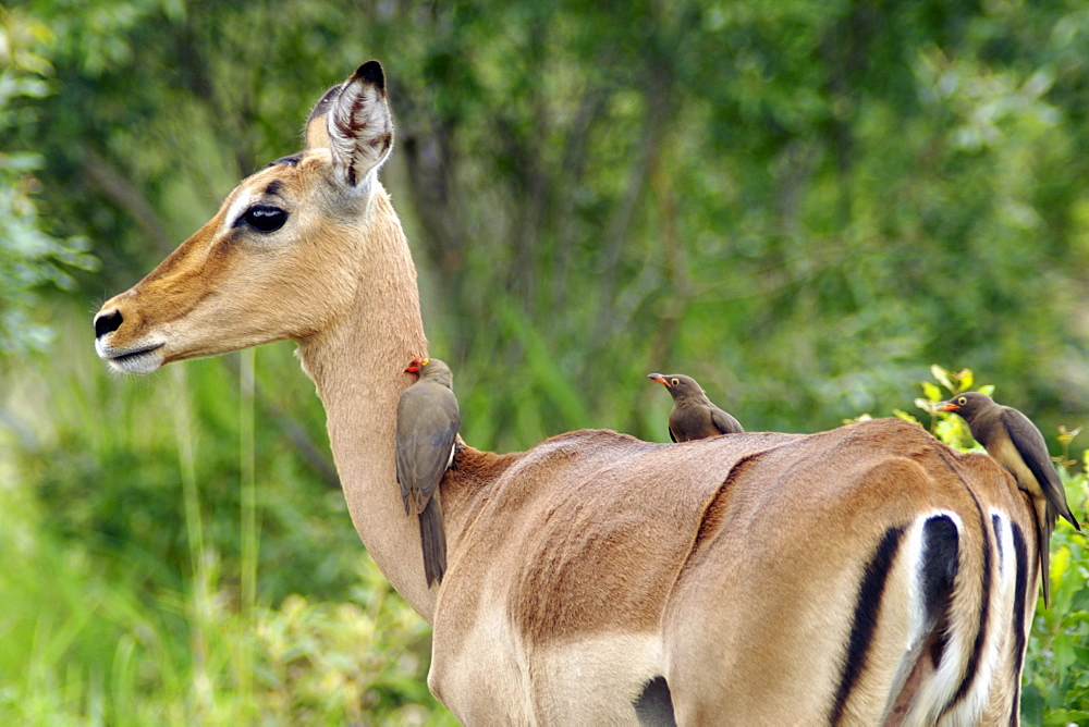 Red-billed oxpeckers (Buphagus erythrorhynchus) feeding off ticks on the back on an impala (apyceros melmpus) in South Africa's Hluhluwe/Umfolozi National Park.