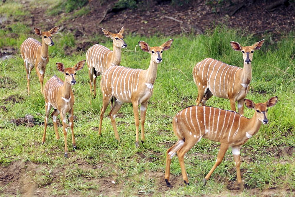 A group of female nyalas (tragelaphus angasii) in South Africa's Hluhluwe/Umfolozi National park.