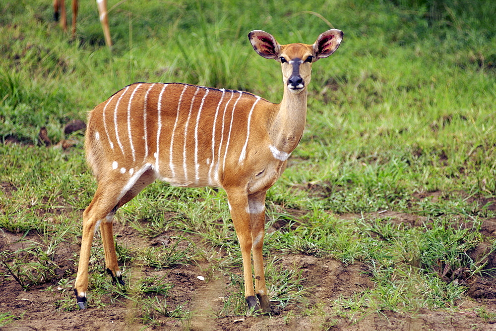 A female nyala (tragelaphus angasii) in South Africa's Hluhluwe/Umfolozi National park.