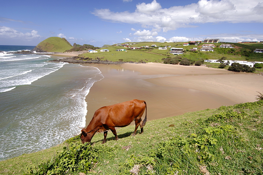 A cow grazing on a hill overlooking the beach at Hole-in-the-Wall in a region of South Africa's Eastern Cape Province formerly known as the Transkei.