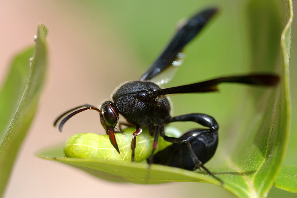 A wasp (species Delta emarginatum, family eumenidae, order hymenoptera) stings a caterpillar on a leaf in Cape Town in South Africa.