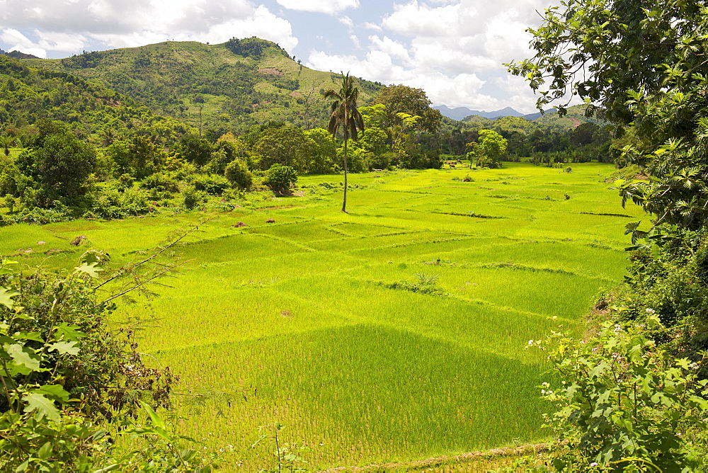 Lush landscape and verdant rice paddy plantations bordering the Marojejy National Park in northeast Madagascar, Madagascar, Africa