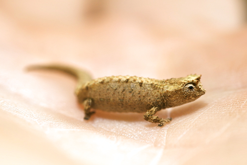 Dwarf or Minute Leaf chameleon (Brookesia minima) photographed in the palm of a man's hand in Montagne D'Ambre National Park in northern Madagascar, Madagascar, Africa