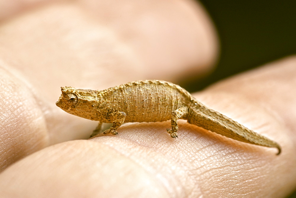 Dwarf or Minute Leaf chameleon (Brookesia minima) on a man's finger Montagne D'Ambre National Park in northern Madagascar, Madagascar, Africa