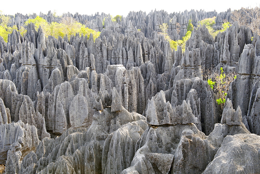 View across the Grand Tsingy landscape of limestone karst in the Tsingy de Bemaraha National Park, UNESCO World Heritage Site, western Madagascar, Madagascar, Africa