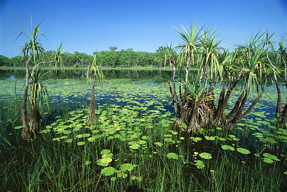 Lily pads and small palms in Annaburroo Billabong at the Mary River Crossing near the Arnhem Highway between Darwin and Kakadu at The Top End, Northern Territory, Australia, Pacific