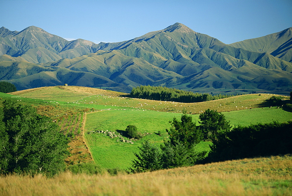 Sheep in fields on the downs, and mountains behind, north of Geraldine, SW Canterbury Plains, South Island, New Zealand, Pacific