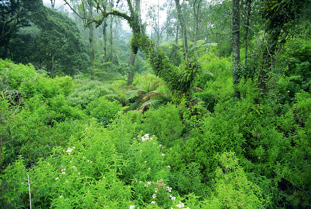 Lush forest growing on the fertile volcanic slopes of Genung Ijen Plateau in East Java, Java, Indonesia, Southeast Asia, Asia