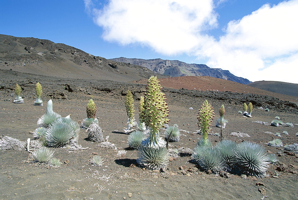 Silverswords, a plant unique to Hawaii which flowers once then dies, growing in vast crater of Haleakala, the world's largest dormant volcano, Maui, Hawaii, Hawaiian Islands, United States of America (U.S.A.), North America