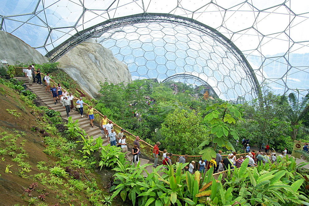 Inside the Humid Tropics biome at the Eden project, opened in 2001 at a china clay pit near St. Austell, Cornwall, England, United Kingdom, Europe