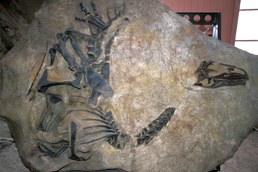 Dinosaur bones, Dinosaur National Monument, Utah, UsaDinosaur bones in the enclosed quarry at these rich Morrison Formation fossil beds that have yielded many fine Jurassic specimens since 1909