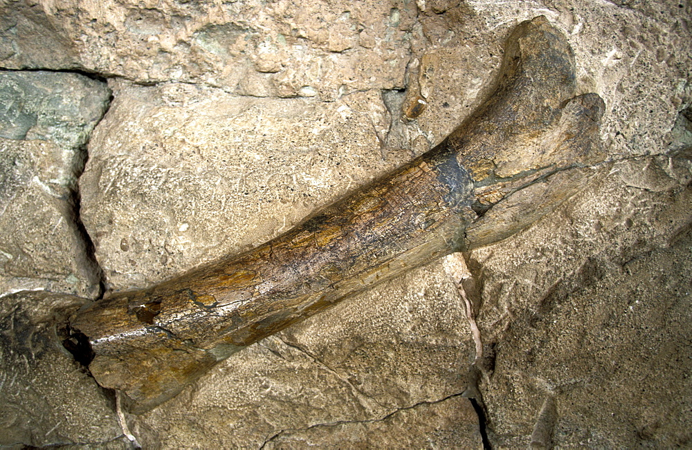 Dinosaur bones, Dinosaur National Monument, Utah, UsaDinosaur bones in the enclosed quarry at these rich Morrison Formation fossil beds that have yielded many fine Jurassic specimens since 1909