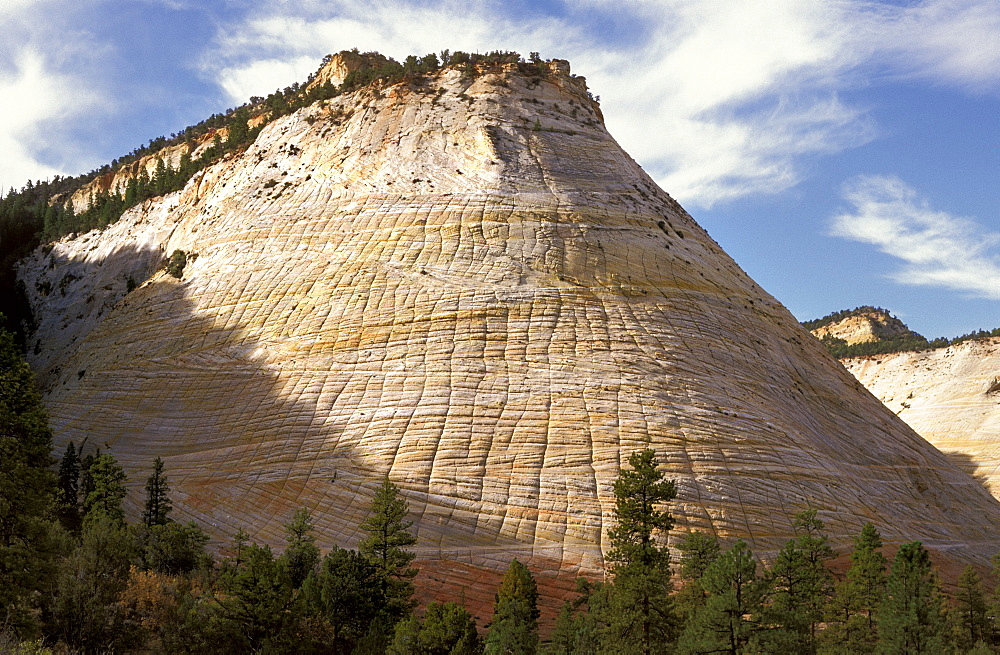 The unusually eroded sandstone of Checkerboard Mesa in the 'sliprock country' landscape by the Zion-M.Carmel highway in the South Eeast of this stunning national park,  Zion National Park, Utah, Usa