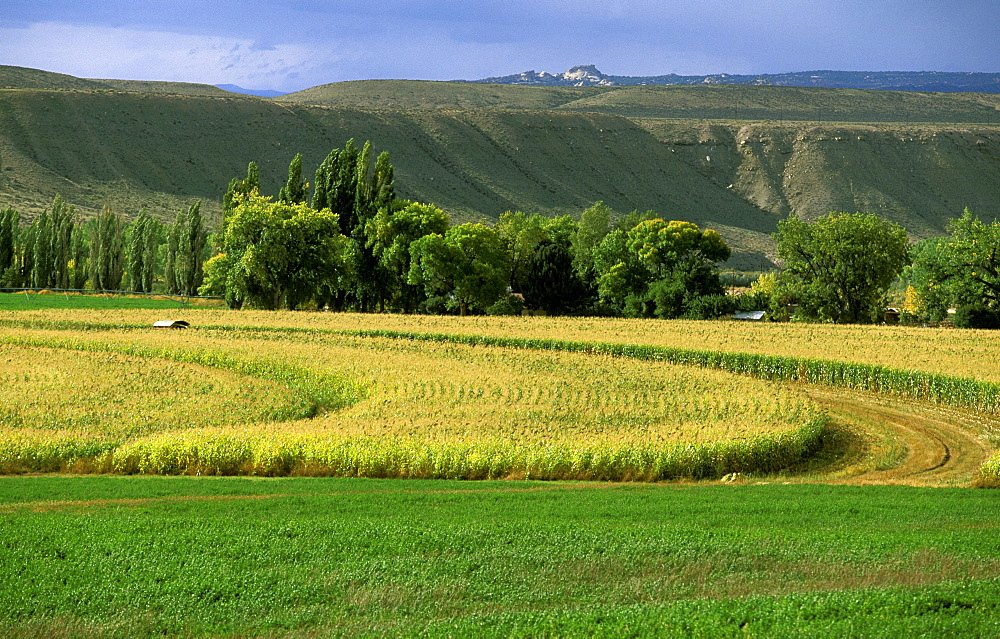 Irrigated fields at the Daniel/Chew ranch, an arable and stock family farm that relies on water from the nearby Green River, within Dinosaur National Monument, Utah, Usa