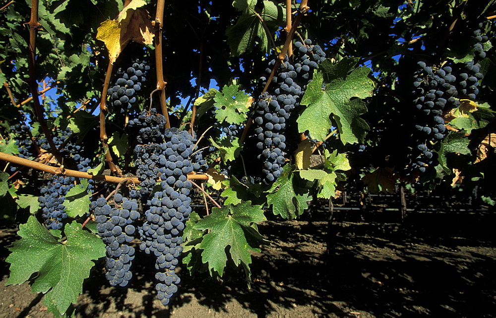 Grapes at the Niebaum-Coppola winery, owned by film-maker Francis Ford Coppola, in the Napa Valley north of San Francisco, famous for it's 200 wineries, Northern California, Napa Valley, USA