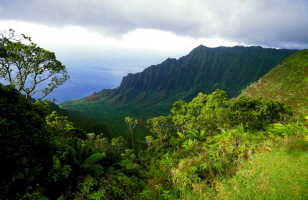 Looking towards the towering seacliffs of the famous NA Pali Coast from the Kokee State Park at the head of Waimea Canyon, Kauai, Hawaii, USA