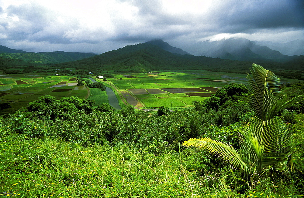 View from the popular Hanalei Valley Lookout of patchwork fields of Taro, the common staple of the Pacific. Kauai is known as the 'Garden Island', Kauai, Hawaii, USA 