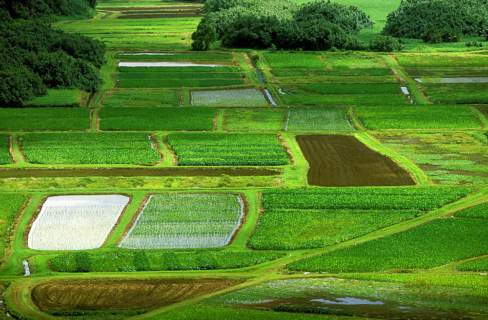 View from the popular Hanalei Valley Lookout of patchwork fields of Taro, the common staple of the Pacific. Kauai is known as the 'Garden Island', Kauai, Hawaii, USA 