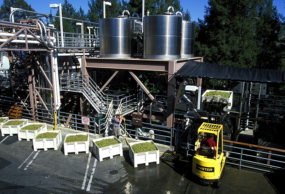 Grapes being processed at the Sterling Winery near Calistoga, perched on a rock outcrop over the Napa Valley north of San Francisco, famous for its 200 wineries, Napa Valley, Northern California, California, United States of America (USA), North America