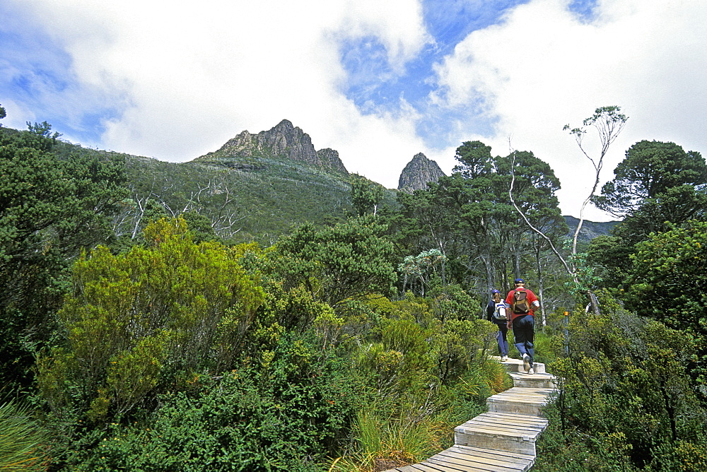 Hikers in sub-alpine vegetation below 1545m Cradle Mountain in the 'World Heritage' Cradle Mountain-Lake St. Clair National Park, Tasmania, Australia, Pacific