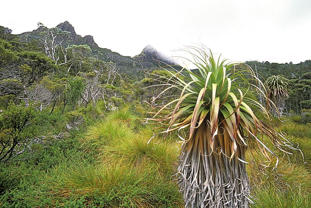 Pandani, a species unique to Tasmania and the tallest heath plant in the world, below 1545m Cradle Mountain in the 'World Heritage' Cradle Mountain-Lake St. Clair National Park, Tasmania, Australia, Pacific