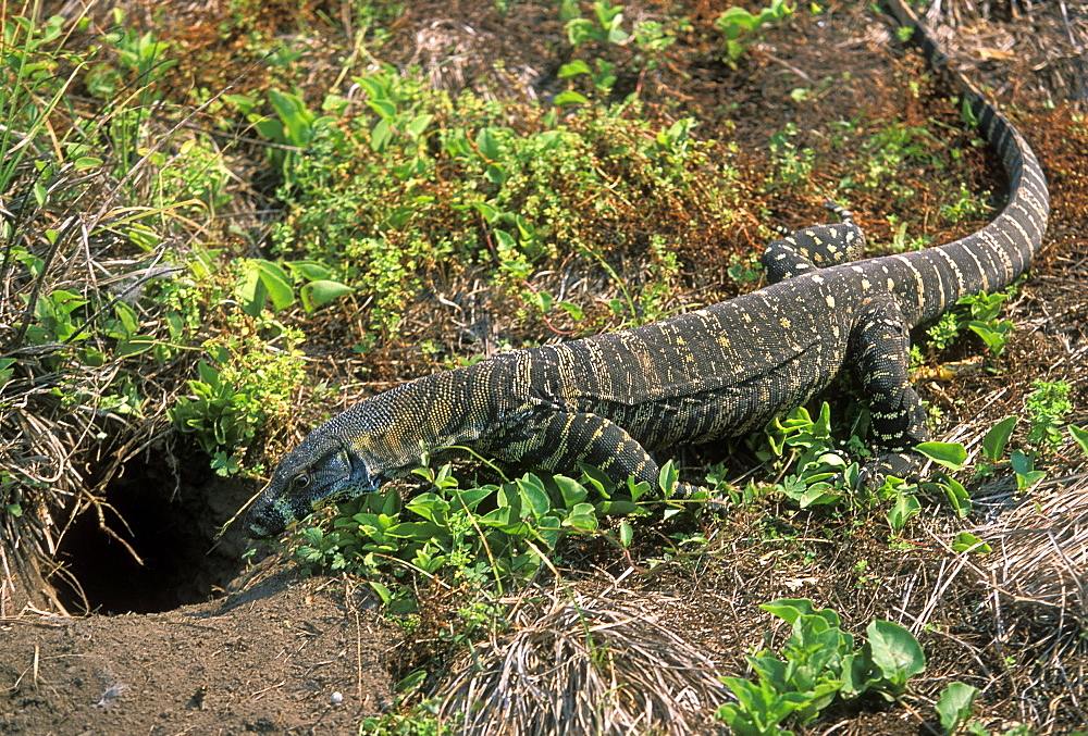 Large goanna at Pebbly Beach, well-known for its tame wildlife, Murramarang National Park, New South Wales, Australia, Pacific