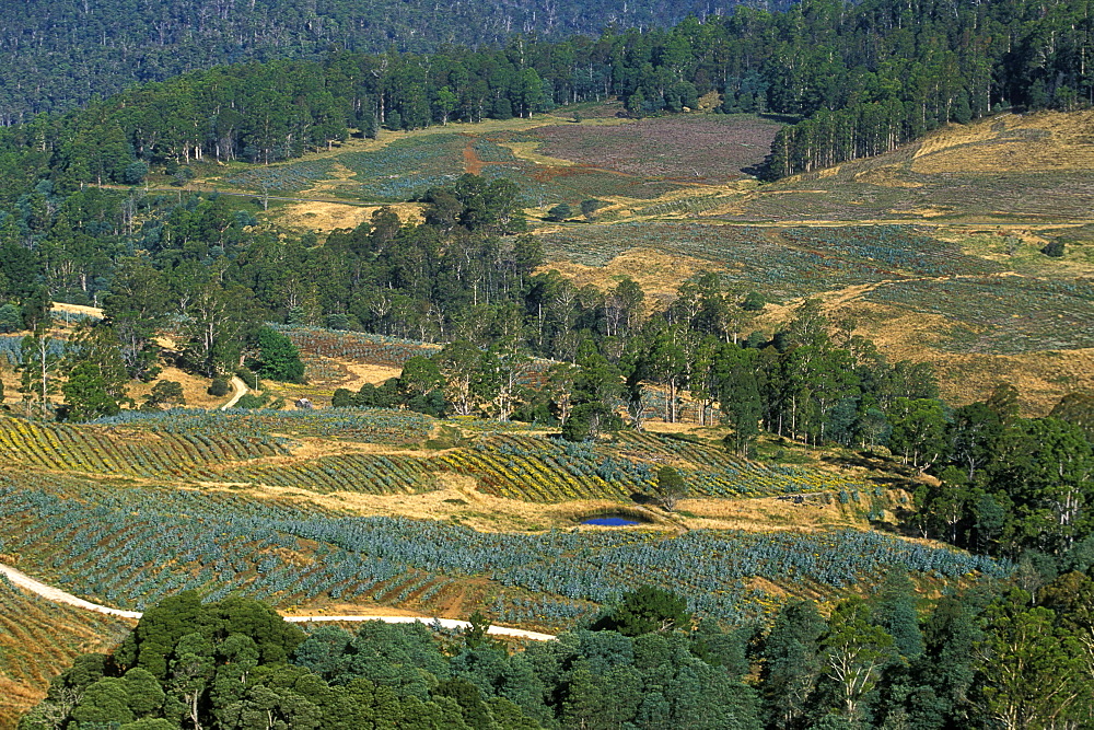 Logged slopes planted with new saplings, deforestation is a big environmental and economic issue in this state, Great Western Tiers, Tasmania, Australia, Pacific