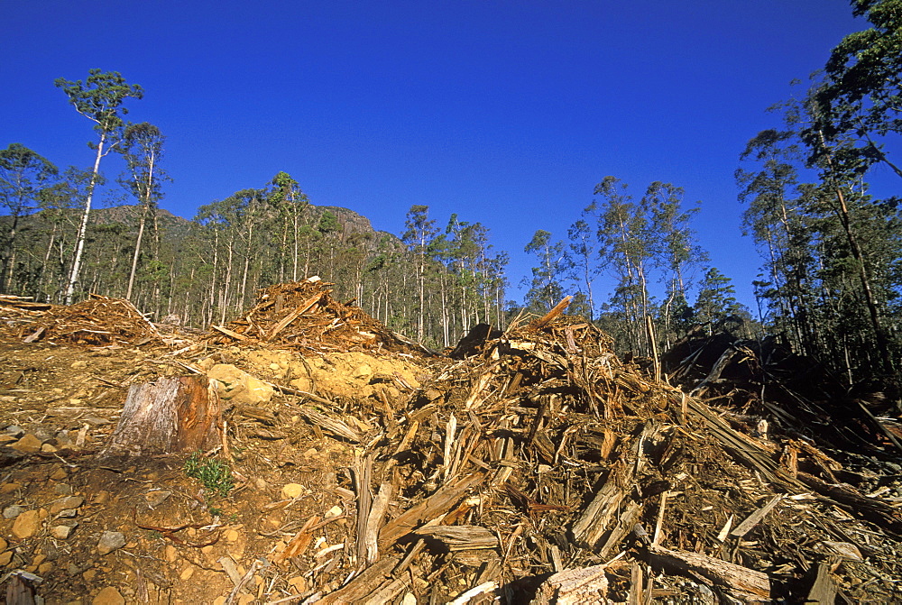 Logged forest just outside The Walls of Jerusalem National Park, deforestation is a big environmental and economic issue in this state, Rowallan, Tasmania, Australia, Pacific