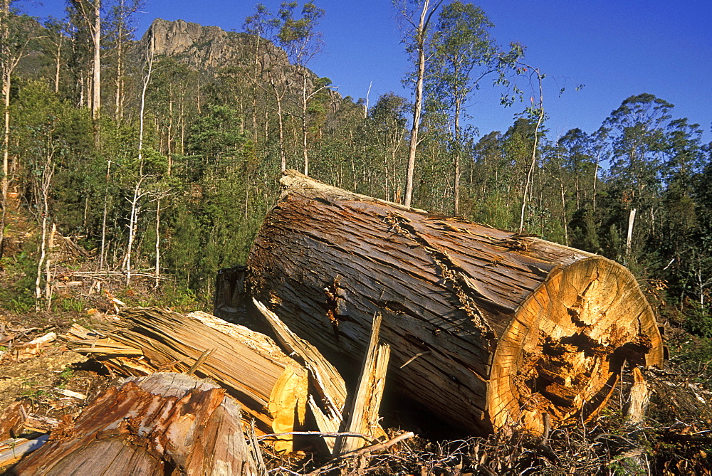 Logged forest just outside The Walls of Jerusalem National Park, deforestation is a big environmental and economic issue in this state, Rowallan, Tasmania, Australia, Pacific