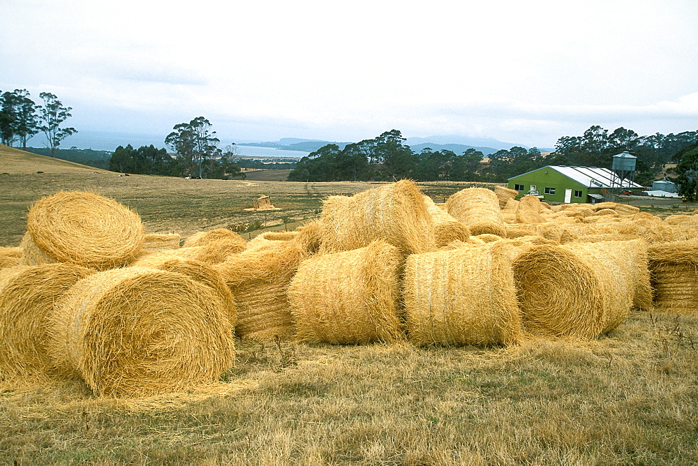 Straw bales at a farm near Marion Bay, south east, Tasmania, Australia, Pacific