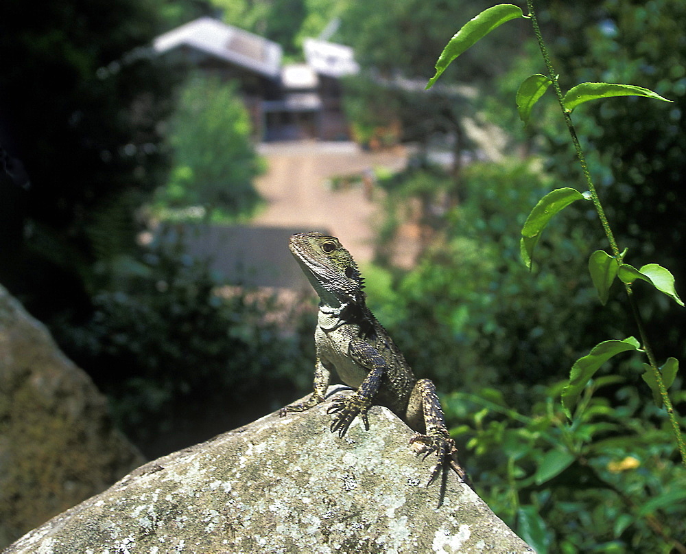 A water dragon in rainforest at Jamberoo, Illawarra region, New South Wales, Australia, Pacific