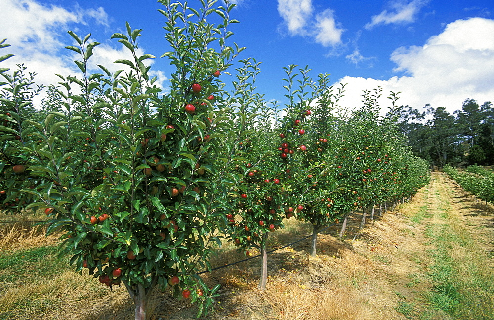 Apples growing in the Huon River orchard region  south west of Hobart, Huonville, Tasmania, Australia, Pacific