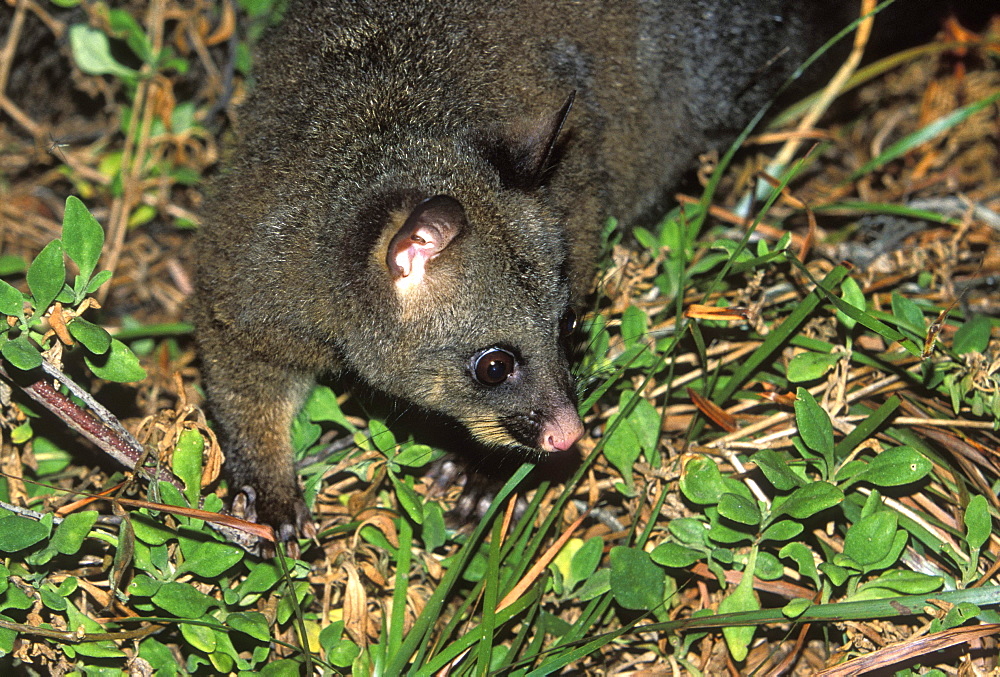 A possum, a nocturnal marsupial, foraging at night in Freycinet National Park, east coast, Tasmania, Australia, Pacific