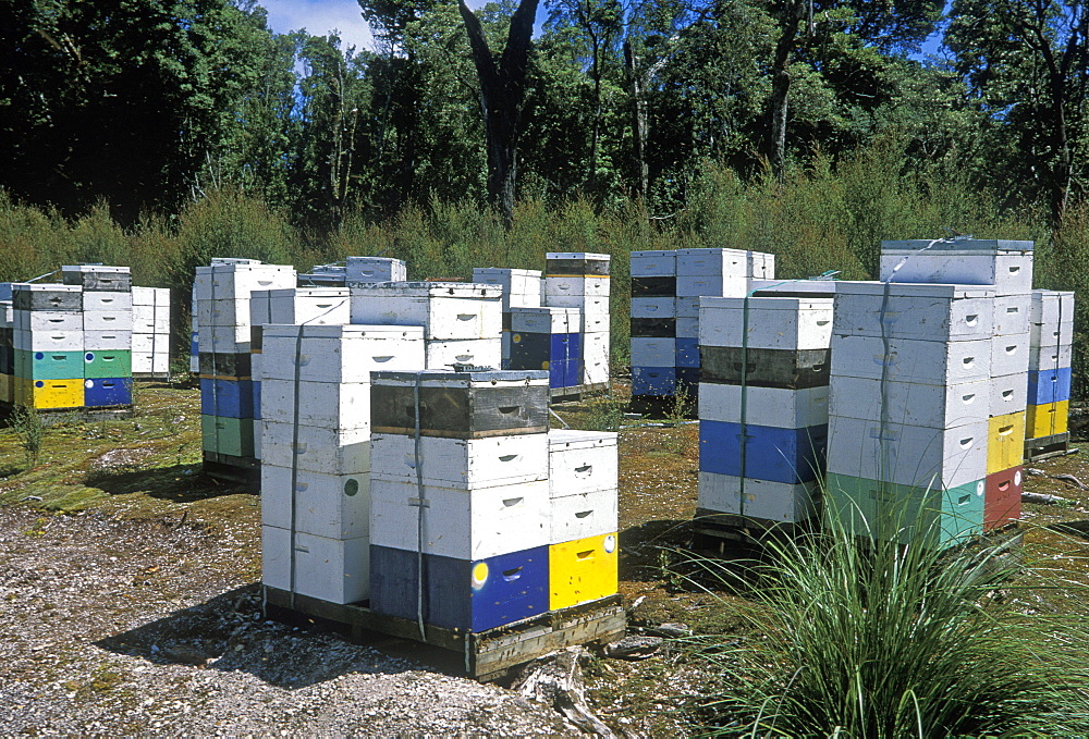 Beehives (honey is an important state industry) in the Pieman River State Reserve, Corinna, North West, Tasmania, Australia, Pacific