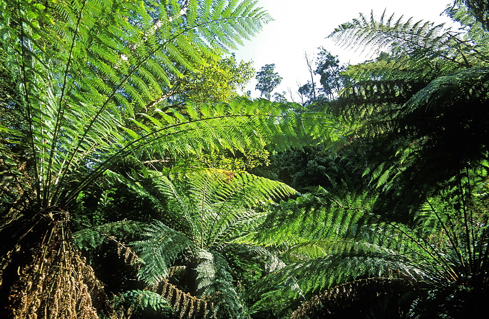 Tree ferns, Russell Falls, Mount Field National Park, The South, Tasmania, Australia, Pacific